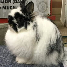 Load image into Gallery viewer, Jersey Wooly Rabbit
