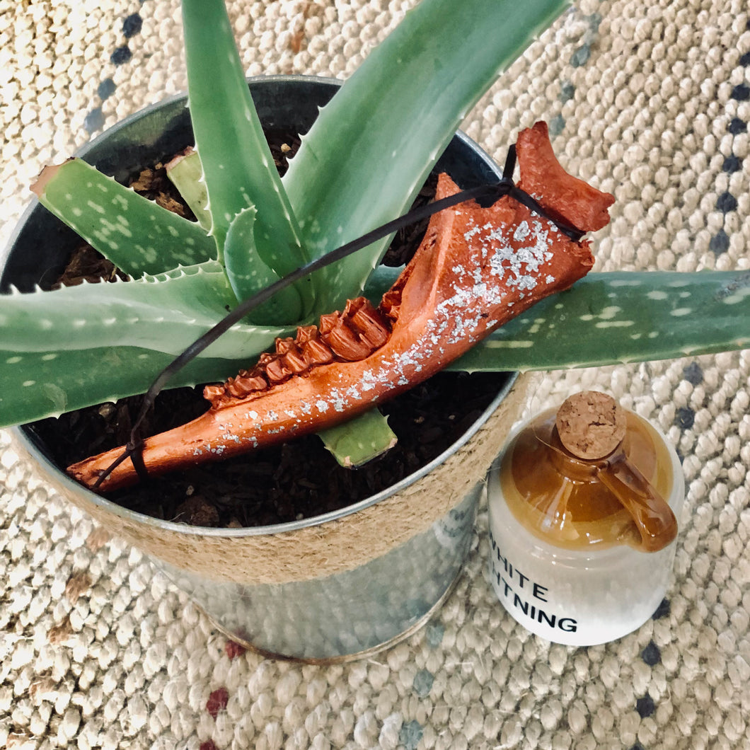 Small Mule Deer Jawbone