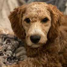 Load image into Gallery viewer, Sandy the Brittany Spaniel
